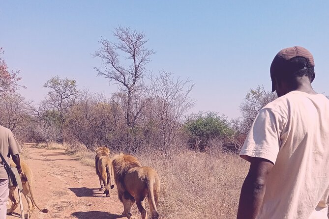 Guided Walking with Lions Bush-walk Tour - Morning logistics: 6:00 AM pickup and a long-ish day