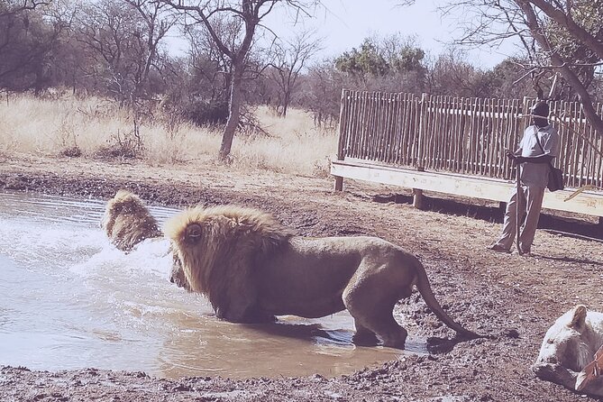 Guided Walking with Lions Bush-walk Tour - Walking with lions: what to expect from the ranger-led route