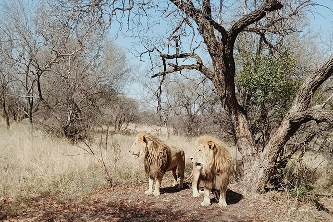 Guided Walking with Lions Bush-walk Tour - The waterhole option and how it changes the vibe