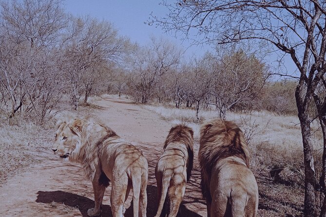Guided Walking with Lions Bush-walk Tour - Ukutula Conservation Center: where the day gets real