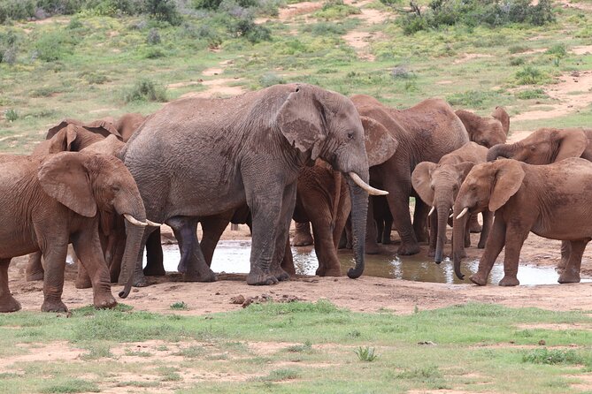 Half-Day Addo Elephant National Park - Key highlights you’ll care about