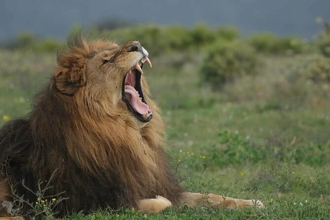 Half-Day Addo Elephant National Park - Getting to Addo: pickup, meeting point, and what to plan around