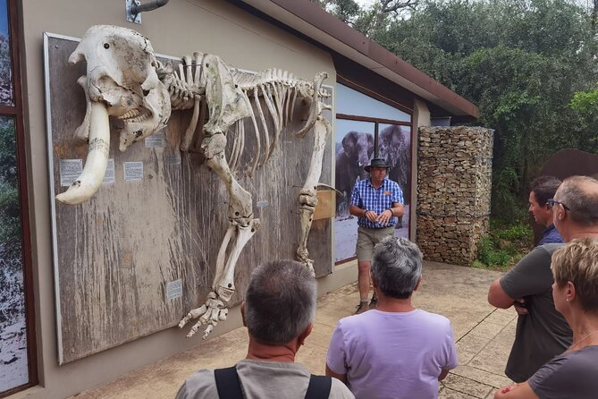 Half-Day Addo Elephant National Park - Best ways to get photos on an animal-forward drive