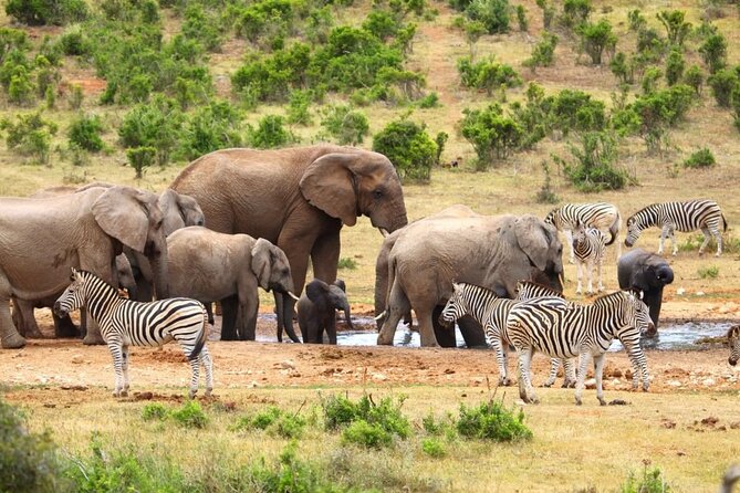 Half-Day Addo Elephant National Park - Price and value: what $123.19 includes, and what you still pay for