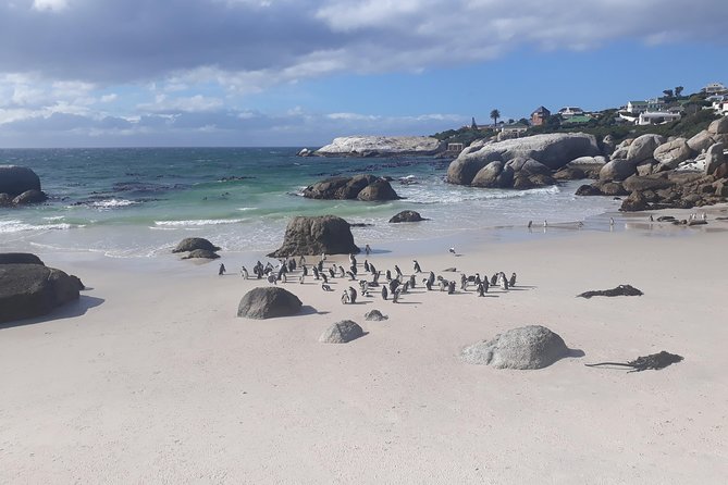 Half day African Penguin Tour - A half day built for penguins and coastal Cape Town views