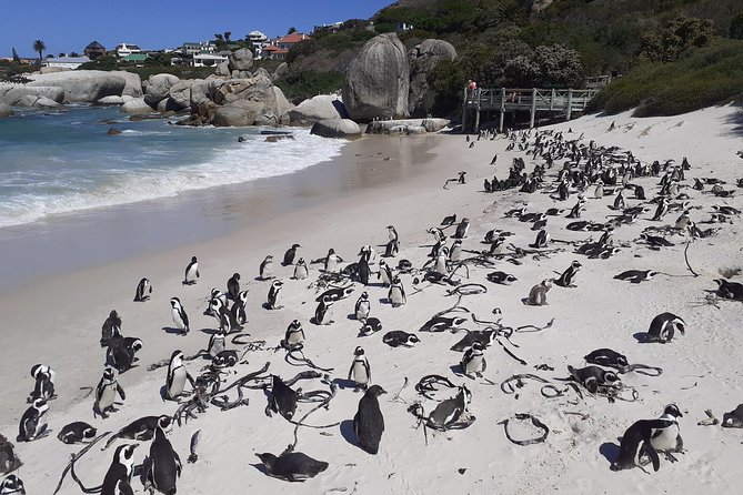 Half day African Penguin Tour - Boulders Beach Penguin Colony: how the boardwalk viewing works