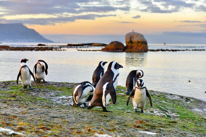 Half Day Boulders Penguins and Cape Point Small Group Tour - The half-day logic: how this route fits a tight schedule