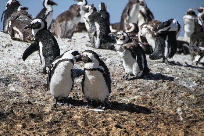 Half Day Boulders Penguins and Cape Point Small Group Tour - What to expect from the guides, and why it matters