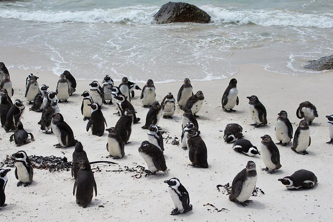 Half Day Boulders Penguins and Cape Point Small Group Tour - False Bay coastline: Muizenberg and St James Beach in quick hits