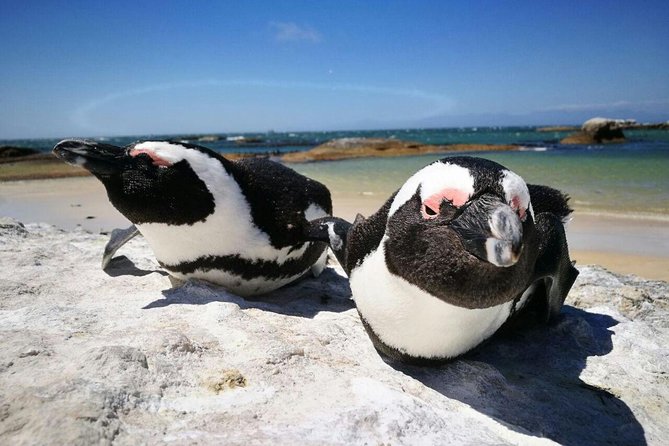 Half-Day Cape Peninsula Tour from Cape Town - Price and value: is $87.80 a good deal?