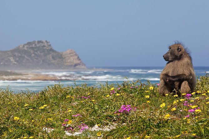 Half day Cape Point Sightseeing Tour with Penguins from Cape Town - Why this half-day Cape Point tour feels like a best-of-the-day plan