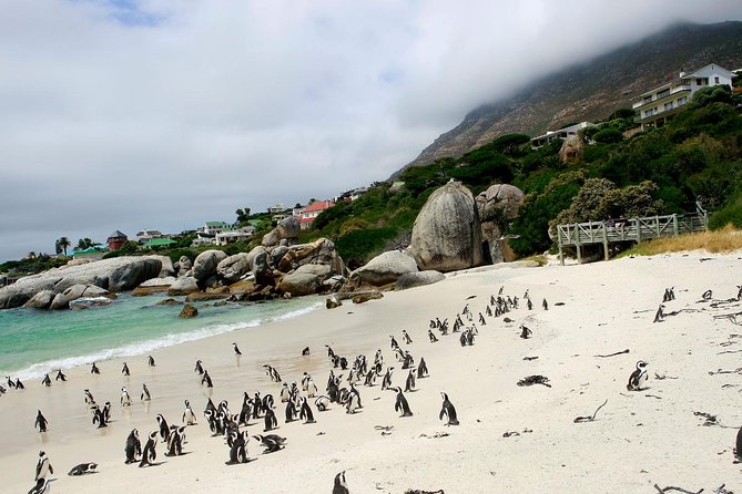 Half day Cape Point Sightseeing Tour with Penguins from Cape Town - Boulders Beach penguin colony: how to decide if it’s worth the extra stop
