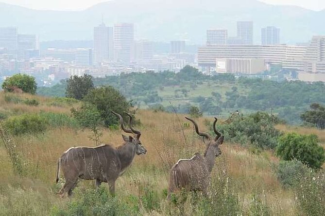 Half Day E-Biking with Wildlife Watching in Pretoria - Key highlights you will feel right away