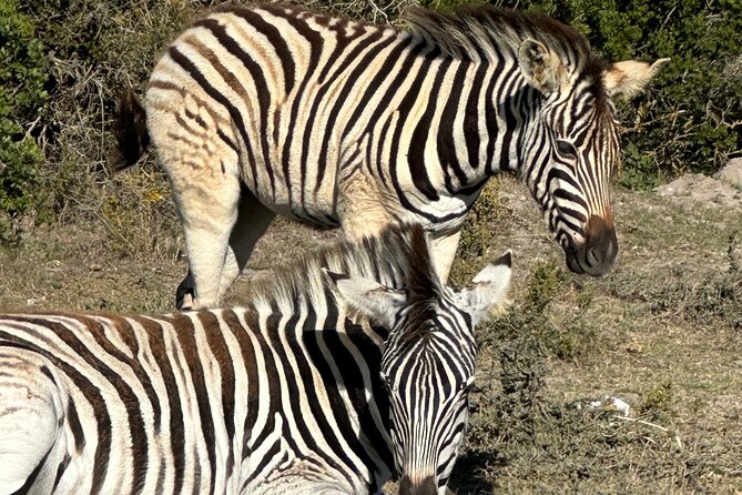 Half day Horse back safari - Why This West Coast Horse Safari Feels Different From a Vehicle Ride