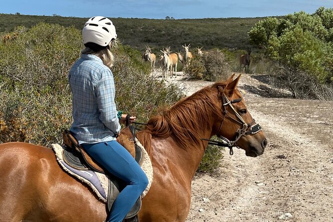 Half day Horse back safari - Horse Riding on Working Land: How the Wildlife Encounters Usually Play Out