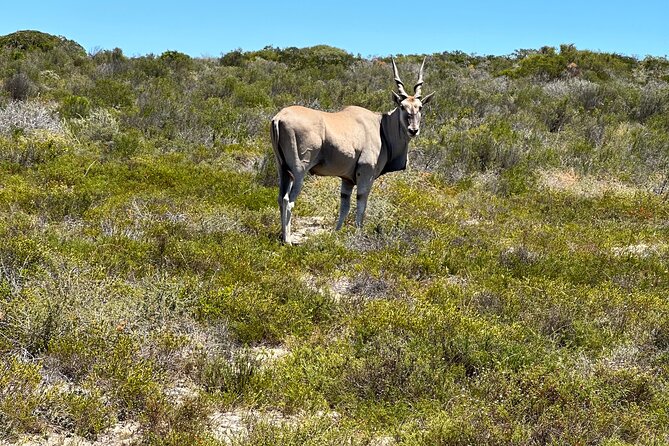 Half day Horse back safari - The Wildflower Season Bonus (August to September)