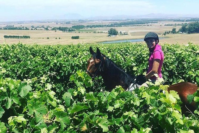Half Day Horseback Wine Tour - Wine Estate Tastings: What You Gain Beyond the Glass