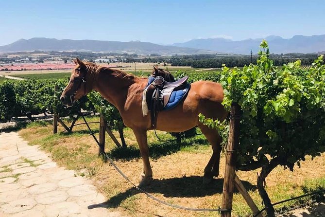 Half Day Horseback Wine Tour - Lunch at Vredenheim Area: Oak Shade, Gardens, and a Winter Fire
