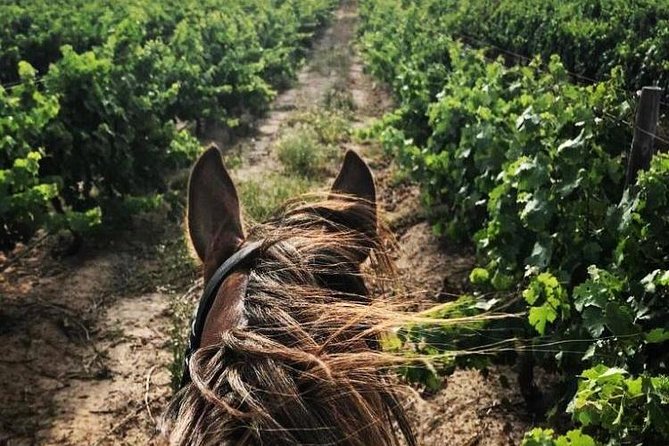 Half Day Horseback Wine Tour - Price and Value: Why $223 Can Be Reasonable Here