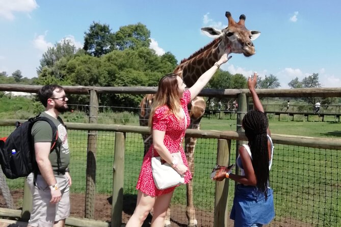 Half Day Lion and Safari Park Tour - Key Points at a Glance
