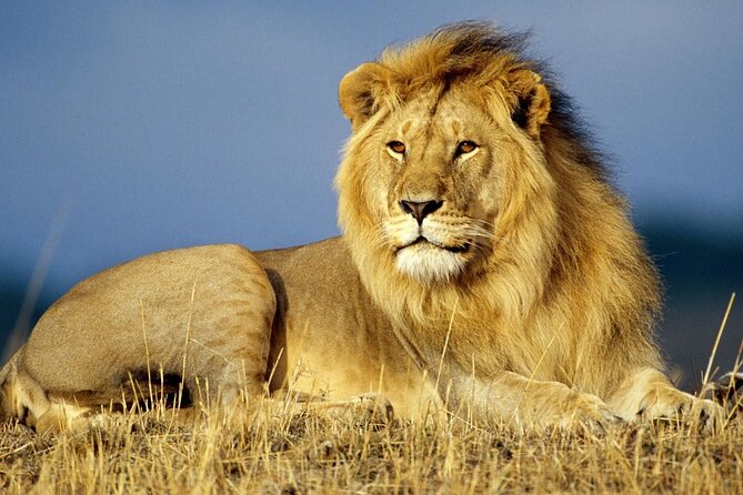 Half Day Lion and Safari Park Tour - Guide Quality, Small Group Size, and a Human Touch