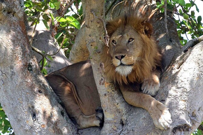 Half Day Lion and Safari Park Tour - Price and Value: Is $103.89 a Good Deal?