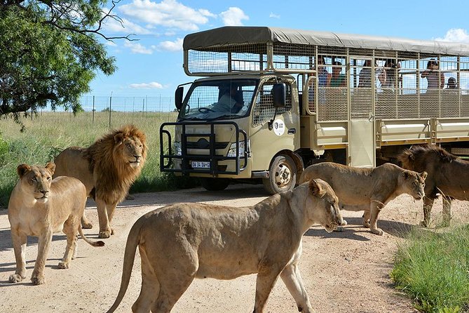 Half Day Lion Park tour from Johannesburg or Pretoria - Quick take before you go