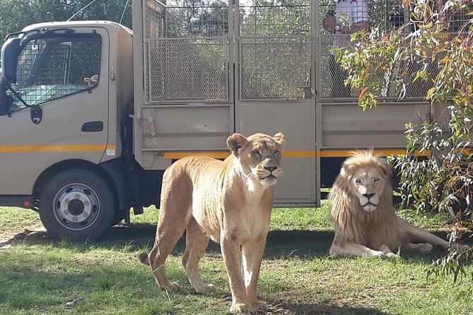 Half Day Lion Park tour from Johannesburg or Pretoria - Pickup, comfort, and what a max-9 group changes