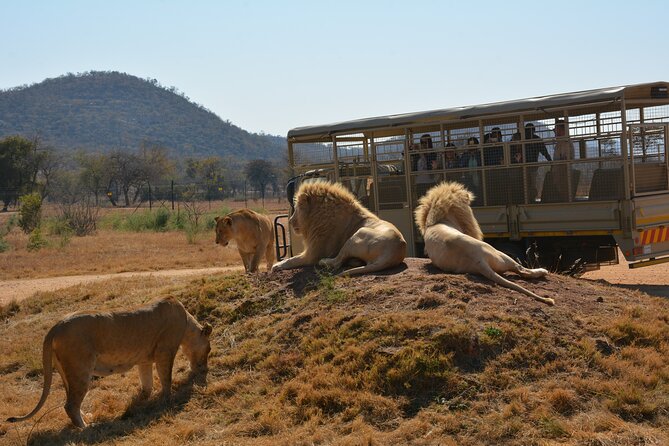 Half Day Lion Park tour from Johannesburg or Pretoria - White lions, other cats, and the timing trick for feeding moments