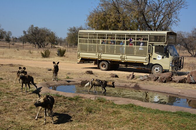 Half Day Lion Park tour from Johannesburg or Pretoria - Main centre time: cubs, animals at rest, and where you can pause