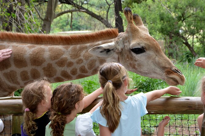 Half Day Lion Park tour from Johannesburg or Pretoria - Shopping stop at 5 Dome: useful souvenirs without derailing the day