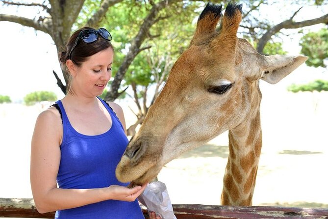Half Day Lion Park tour from Johannesburg or Pretoria - Price and value: does about $100 make sense for a half-day?