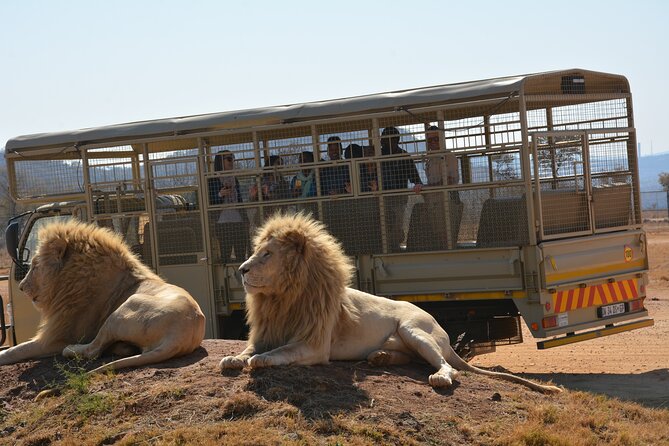 Half Day Lion Park tour from Johannesburg or Pretoria - Ethics and expectations: fenced viewing versus big-reserve safari