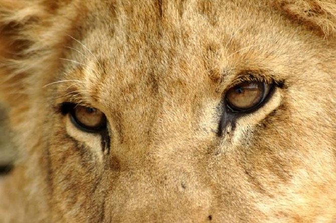 Half Day Lion Park tour from Johannesburg or Pretoria - The 2-hour predator drive: what you are really paying for