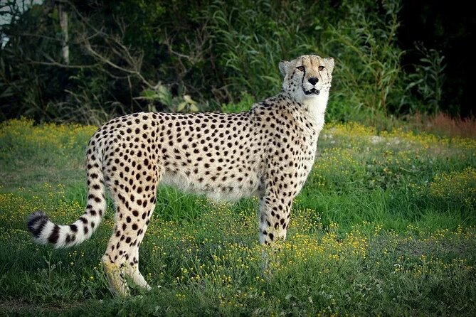 Half-Day Port Elizabeth & Kragga Kamma Reserve - Coastline plus wildlife in one focused half-day