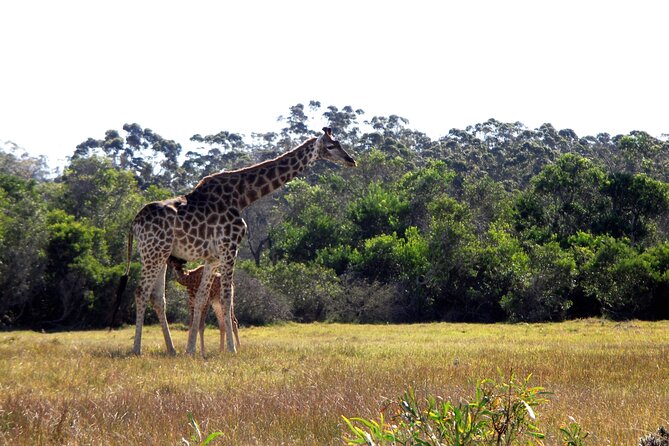 Half-Day Port Elizabeth & Kragga Kamma Reserve - Stop 2: Kragga Kamma Game Reserve and the Big 5 expectation check