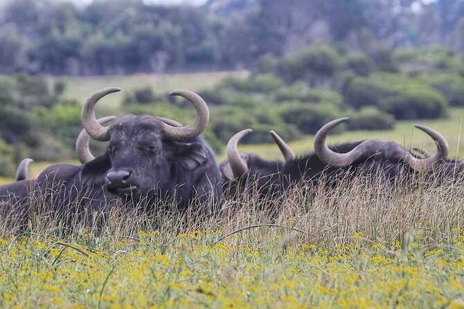 Half-Day Port Elizabeth & Kragga Kamma Reserve - Guides and the kind of storytelling you can expect
