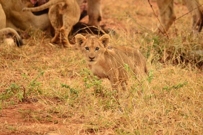 Half day safari from johannesburg - Key things you should know before you go