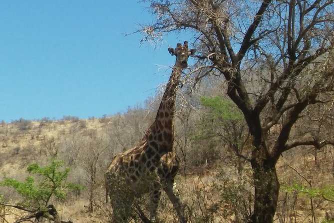 Half day safari from johannesburg - Why a Dinokeng Half-Day Safari Makes Sense for Limited Time
