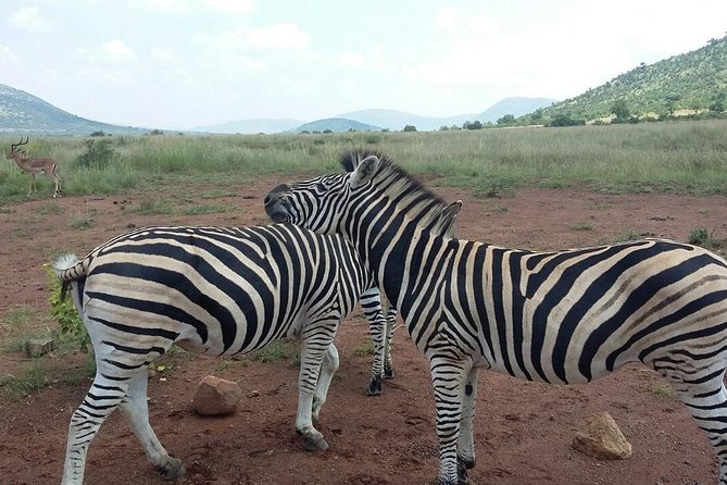 Half day safari from johannesburg - Meals, Heat, and Staying Comfortable on a Half-Day Safari