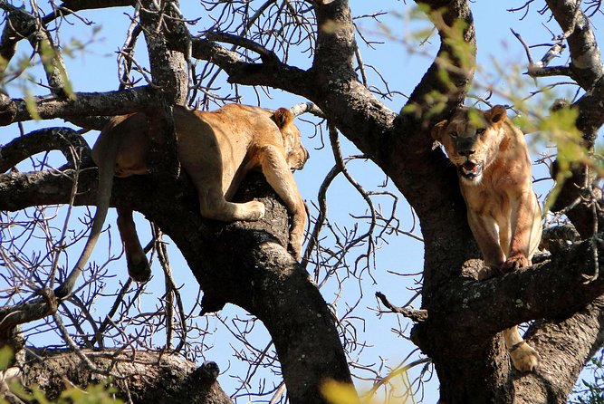 Half Day Safari Tour from Durban - Natal Lion Park: Lions Up Close, Plus Elephants First