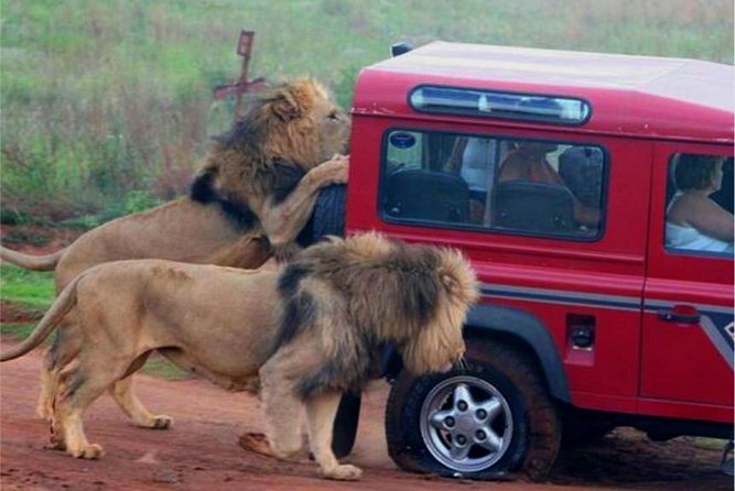Half Day Safari Tour from Durban - Tala Private Game Reserve: Rhino Sanctuary and Big-Game Variety