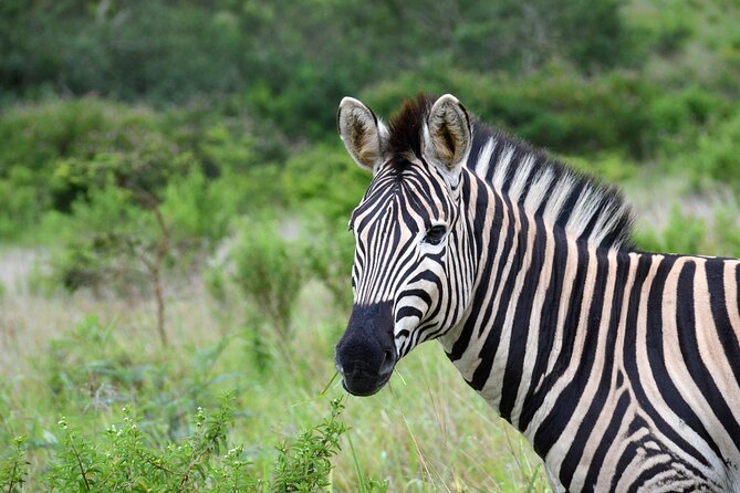 Half Day Safari Tour from Durban - Price and Value: Is $171.96 a Good Deal?