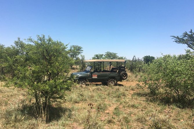 Half Day Safari Tour from Johannesburg - What You Can See, and Why It Feels Different in the Vehicle