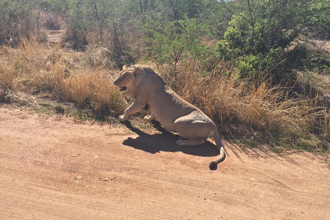Half Day Safari Tour from Johannesburg - Park Fees, Water, and the Small Inclusions That Matter