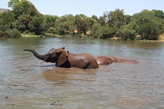 Half Day Safari Tour from Johannesburg - Group Size: The Upside of a Smaller Safari Party