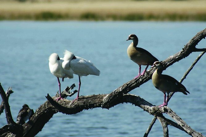 Half Day Safari Tour from Johannesburg - Who This Safari Tour Fits Best