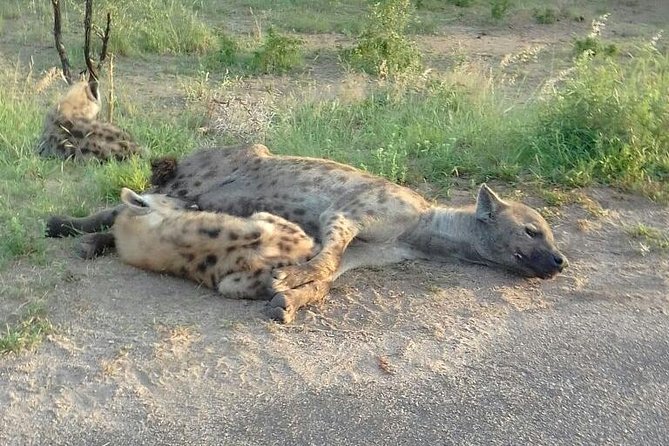 Half Day Safari Tour from Johannesburg - Entering Dinokeng: Your 3 Hour Ranger Guided Game Drive