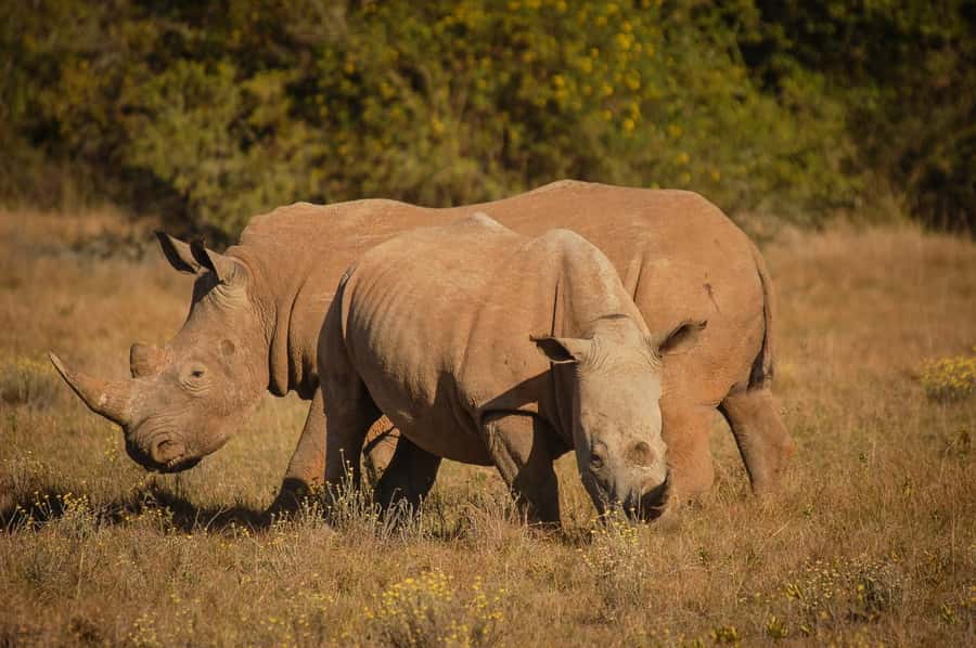 Half-Day Schotia Game Reserve (Open 4x4 Vehicle) - Key Highlights Worth Noticing