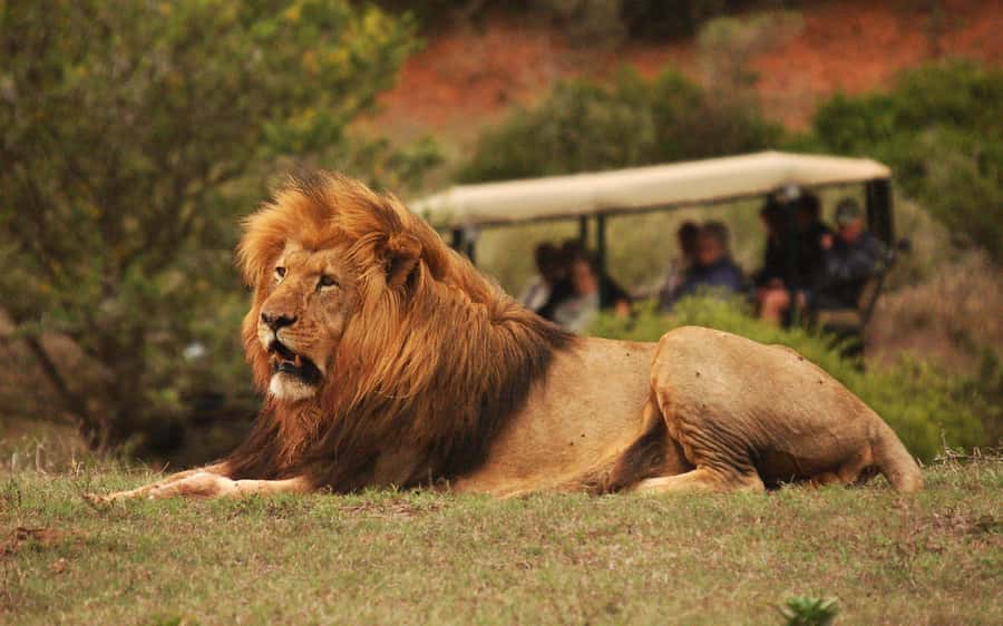 Half-Day Schotia Game Reserve (Open 4x4 Vehicle) - The 4-Hour Open 4x4 Game Drive: What You Actually See